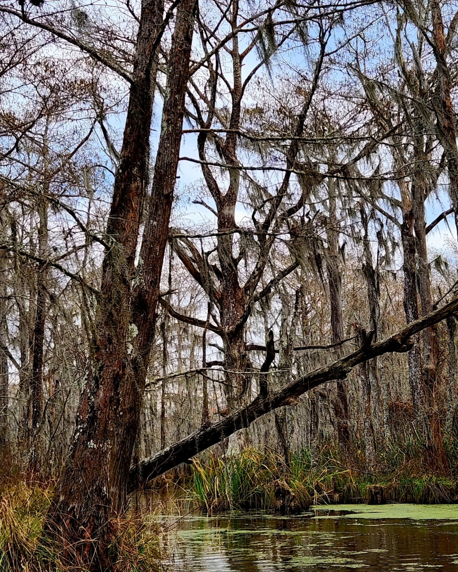 New Year’s Day in the Honey Island Swamp